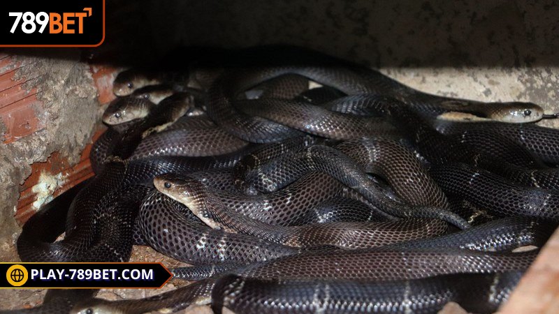 Mơ thấy rắn con thường đi kèm với may mắn