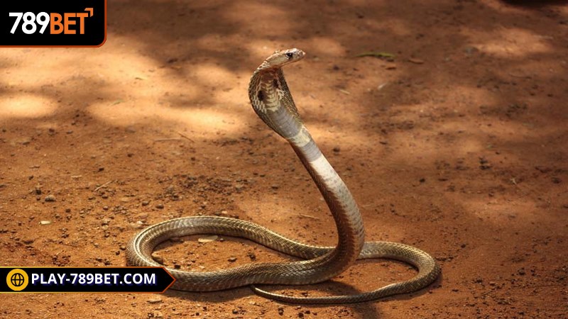 Rắn là loài vật tâm linh mang nhiều ý nghĩa thú vị